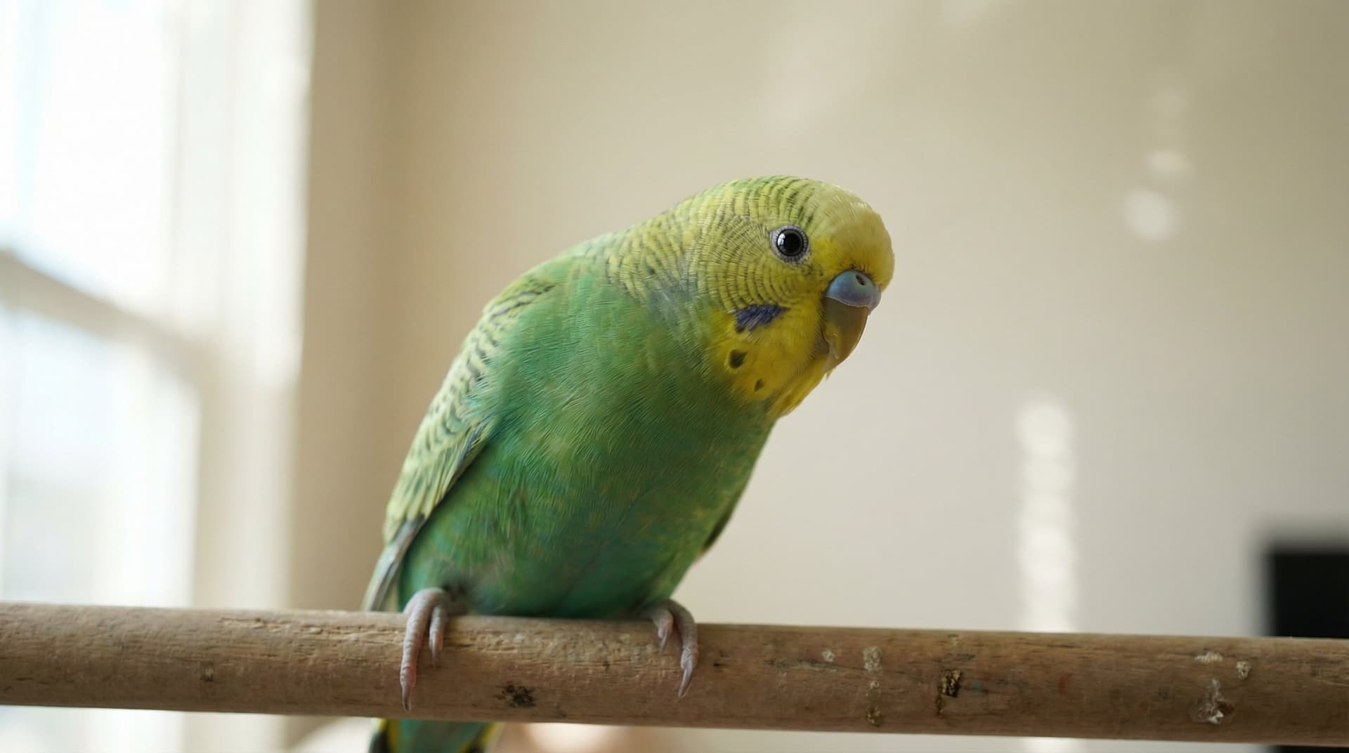 Parakeet Portrait Ideas That Capture Your Bird's One-of-a-Kind Personality