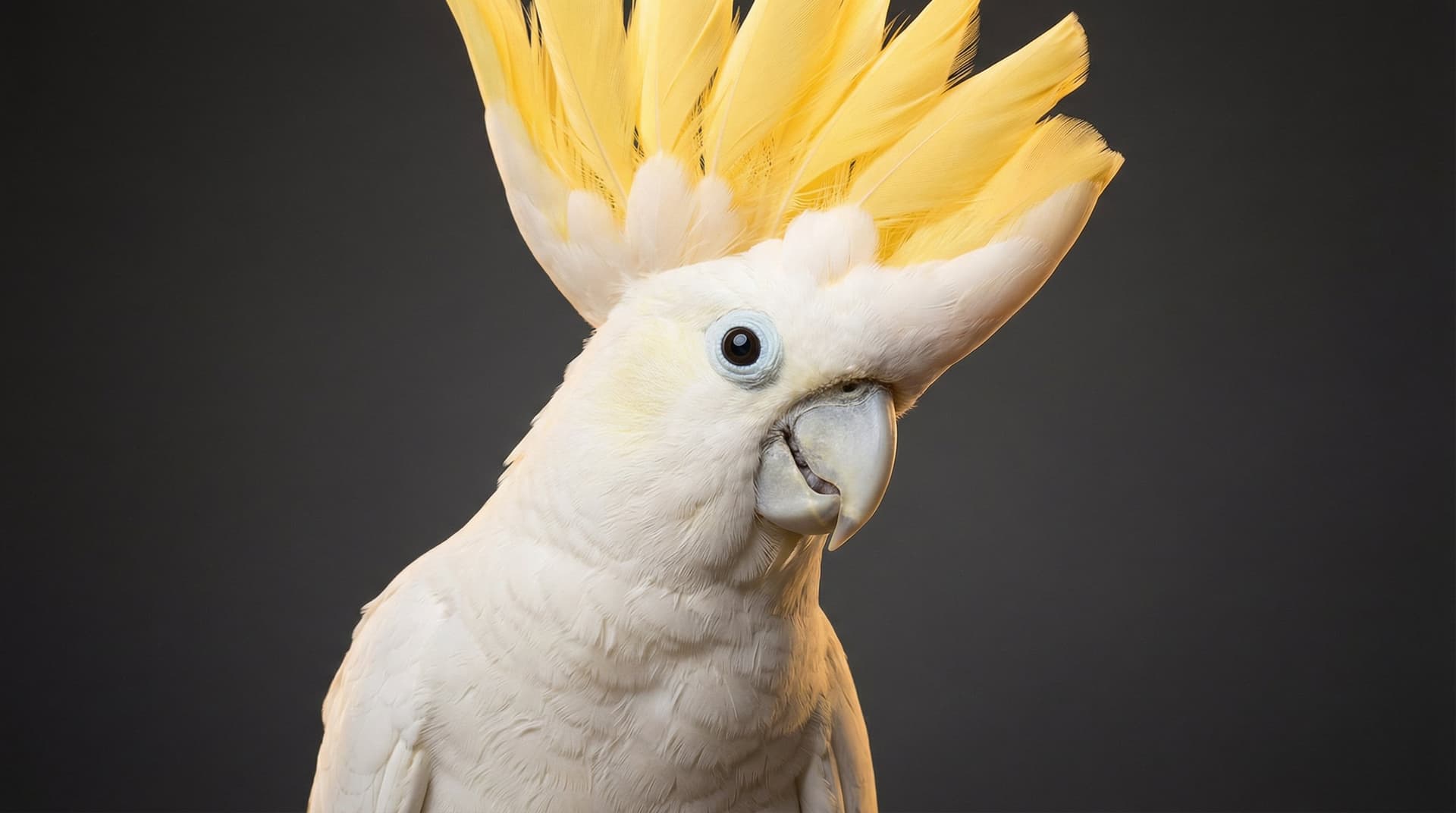 Cockatoo Portraits That Capture Every Crest and Feather: A Bird Parent's Guide to Stunning Wall Art